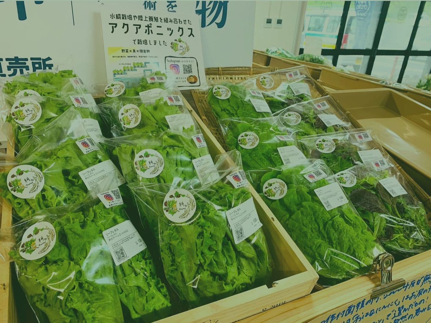 陳列された生産物（野菜）