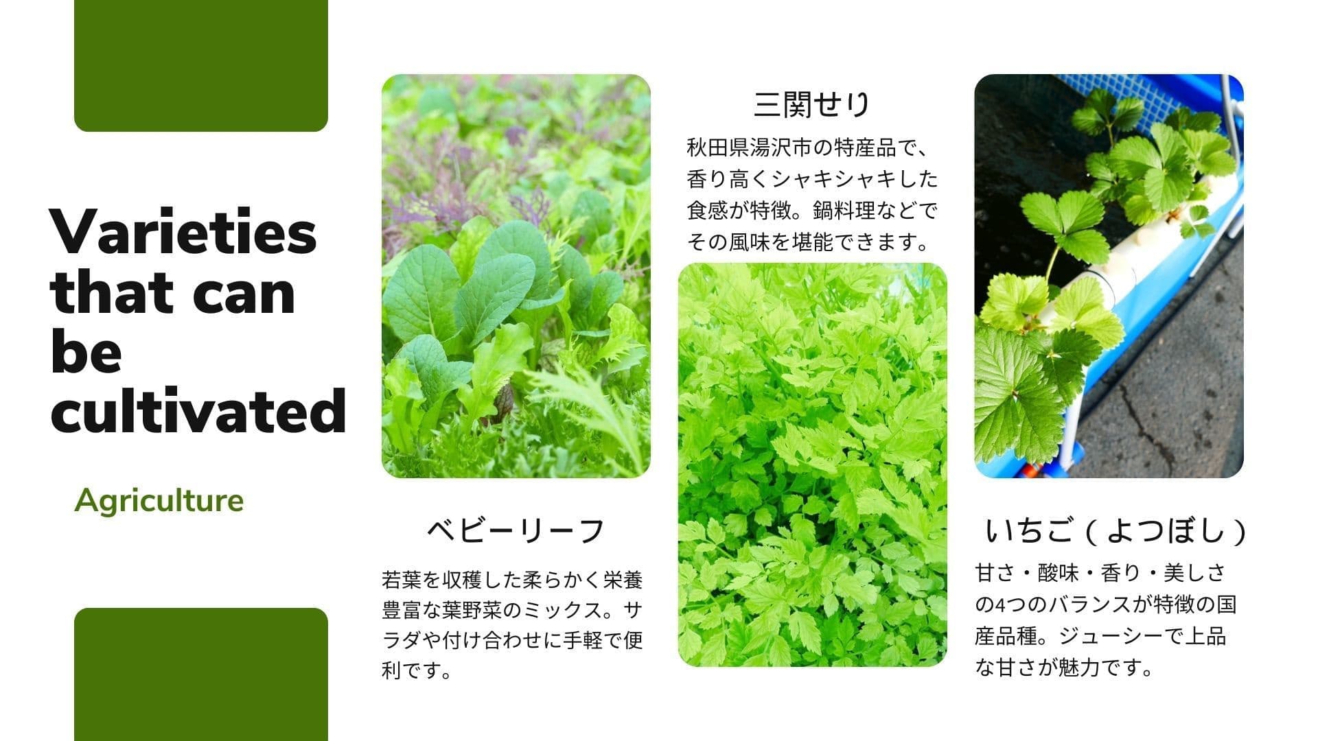アクアポニックスで栽培できる野菜の紹介画像。ベビーリーフ、三関せり、いちご（よつぼし）が並び、それぞれの特徴と栽培の様子を示しています。若葉の緑が鮮やかで、柔らかい食感や香りの良さなど多様な作物が育つことを表しています。