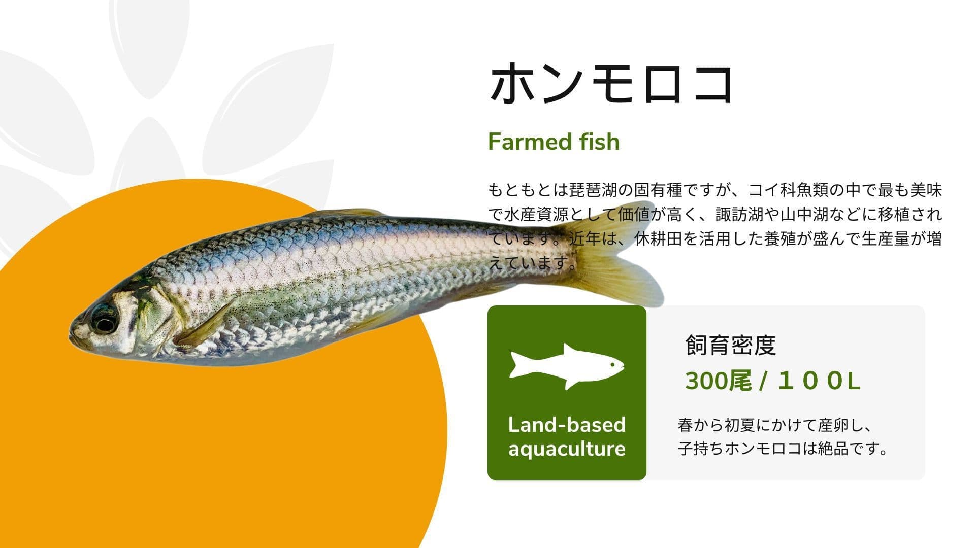 アクアポニックスで養殖されるホンモロコの紹介画像。銀色の体が美しく光るコイ科の淡水魚で、琵琶湖原産の高級食用魚。画像には飼育密度300尾／100L、水産資源としての価値や休耕田を活用した養殖の説明が記載されています。