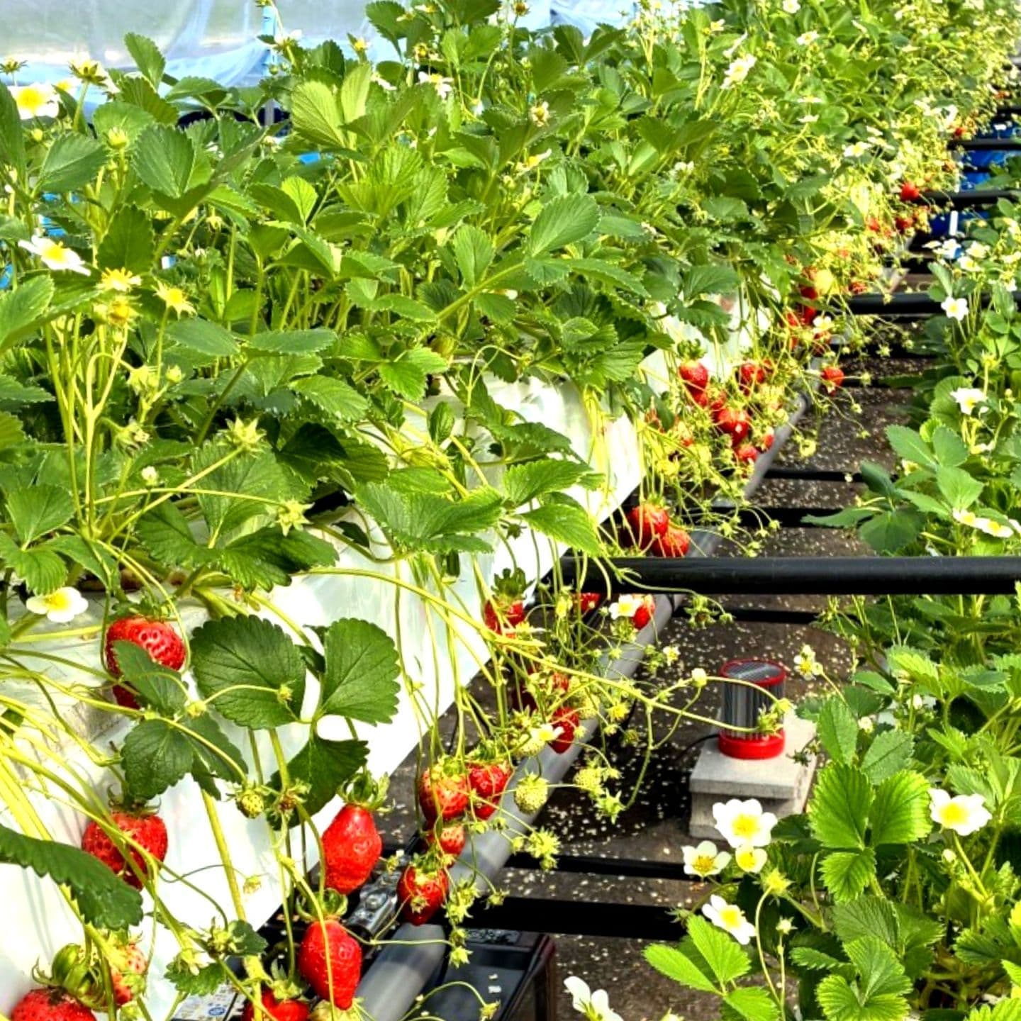 アクアポニックスによるイチゴ栽培の様子