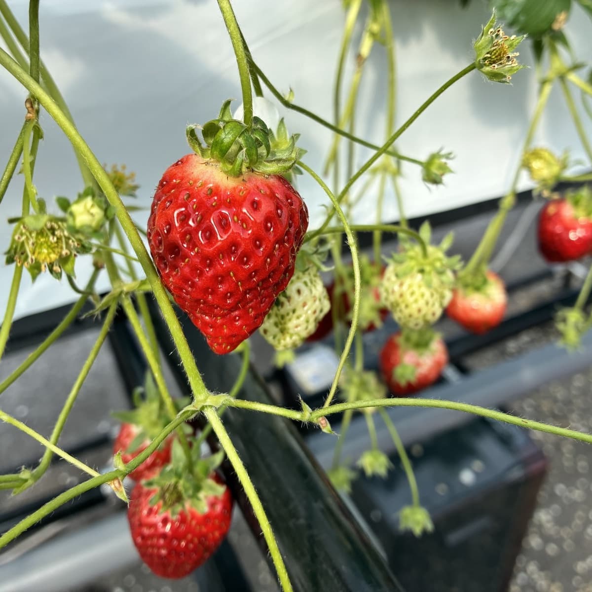 実は、徐々に肥大しつつ赤く熟していきます。