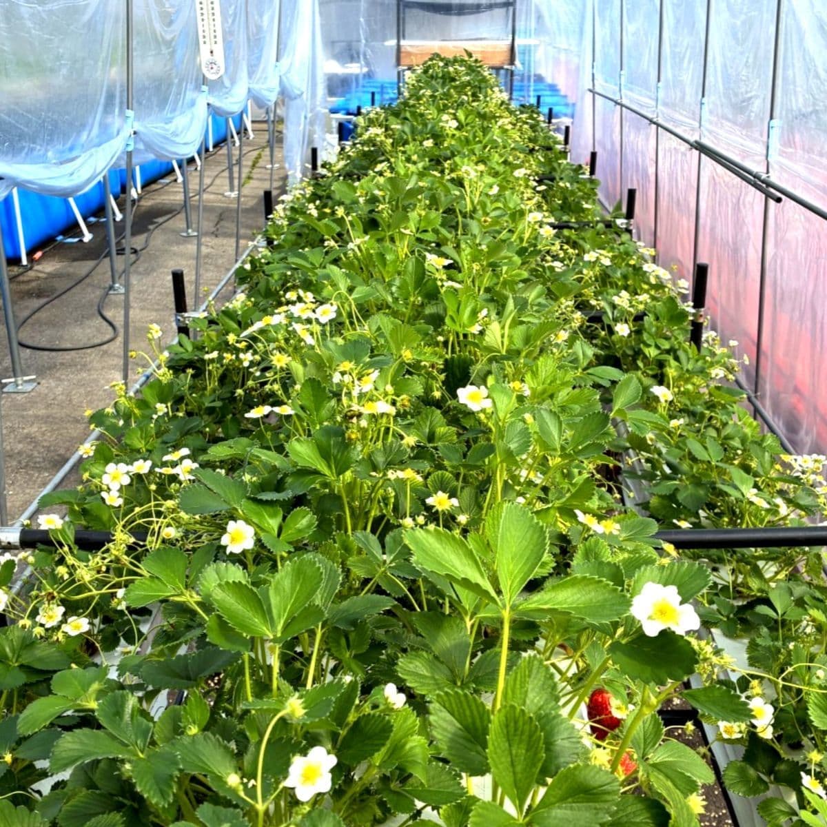 多段式の高設栽培を検証しています。培地は使用せず、完全な水耕栽培システムです。