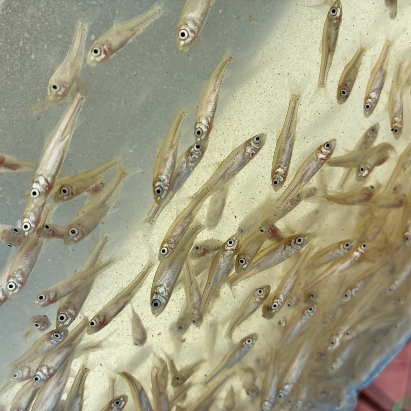 このサイズの稚魚を安定化つ大量に生産することが目標になります。