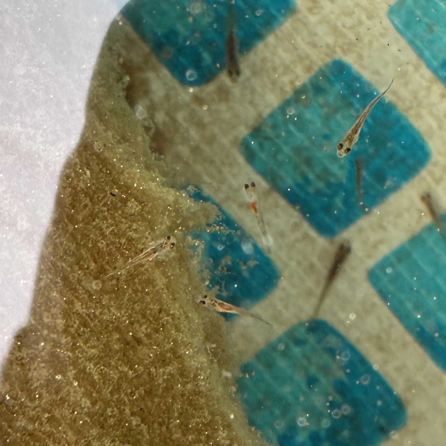 孵化後1ヶ月の仔魚。アルテミアなどのプランクトンを食べて大きくなります。