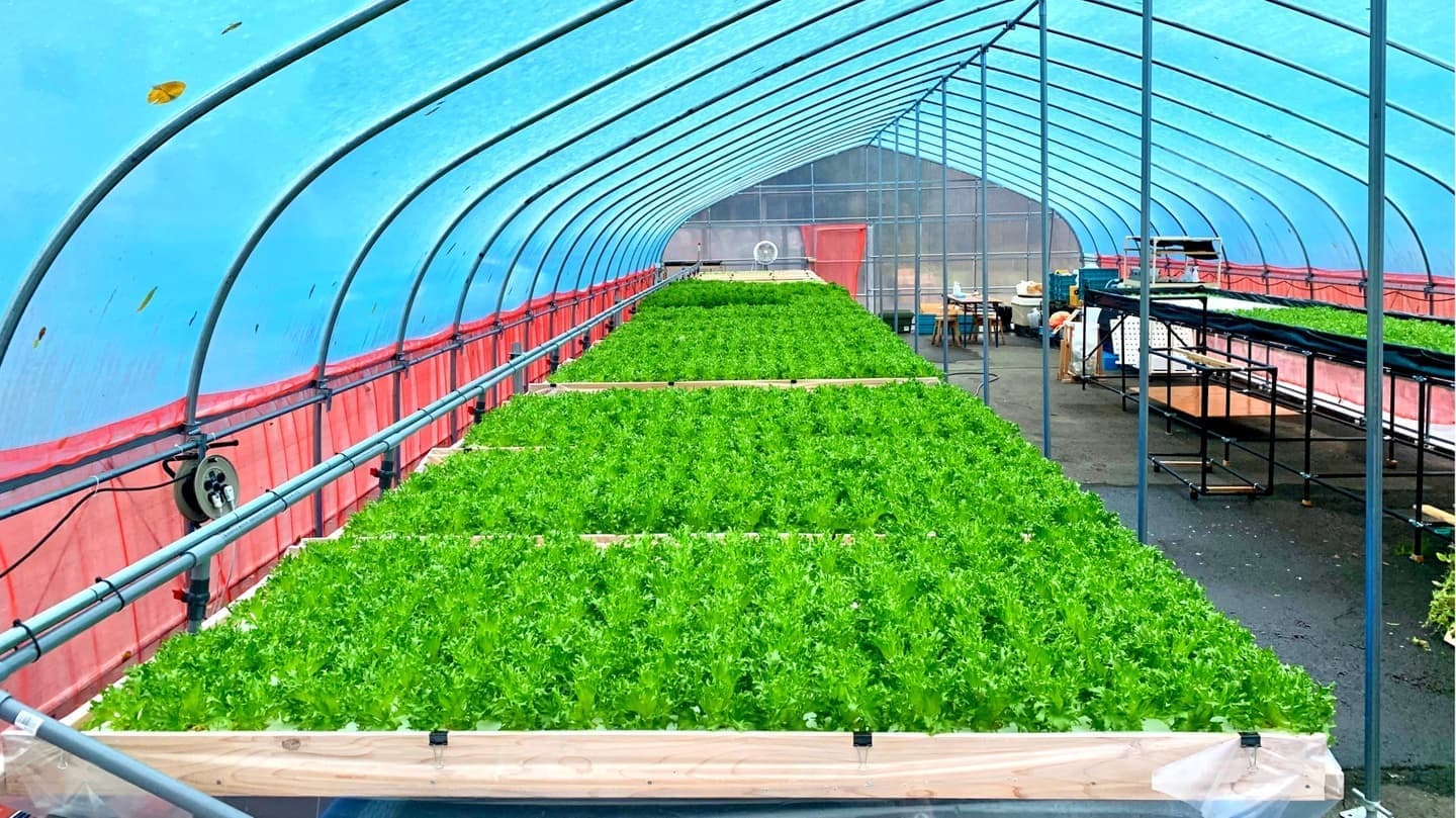 アクアポニックスの栽培ベッドにリーフレタスが整然と並び、魚槽と連動した高密度栽培の様子を示す写真。