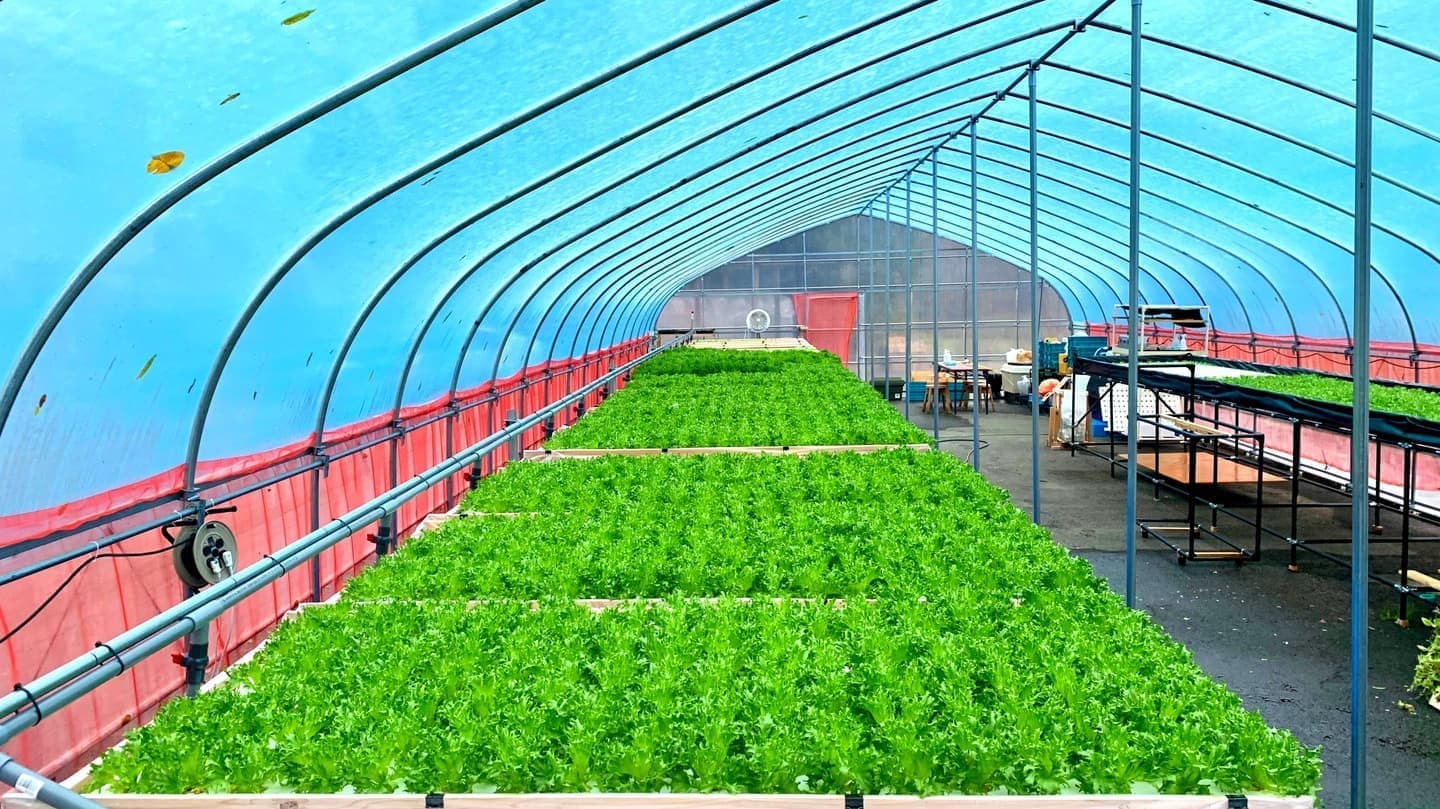 アクアポニックスの栽培ベッドにリーフレタスが整然と並び、魚槽と連動した高密度栽培の様子を示す写真。