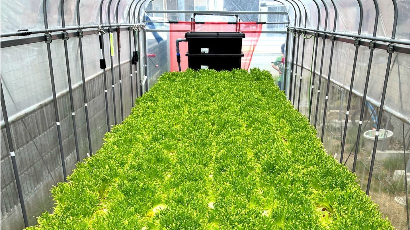 小型アクアポニックスシステムでも、高密度栽培が出来るようす。