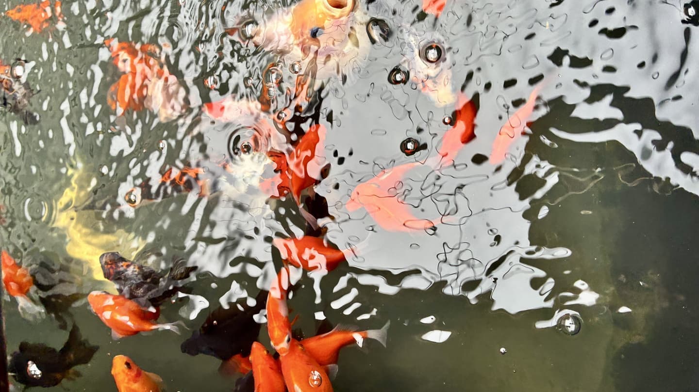 小型アクアポニックスシステムで養殖している錦鯉と金魚