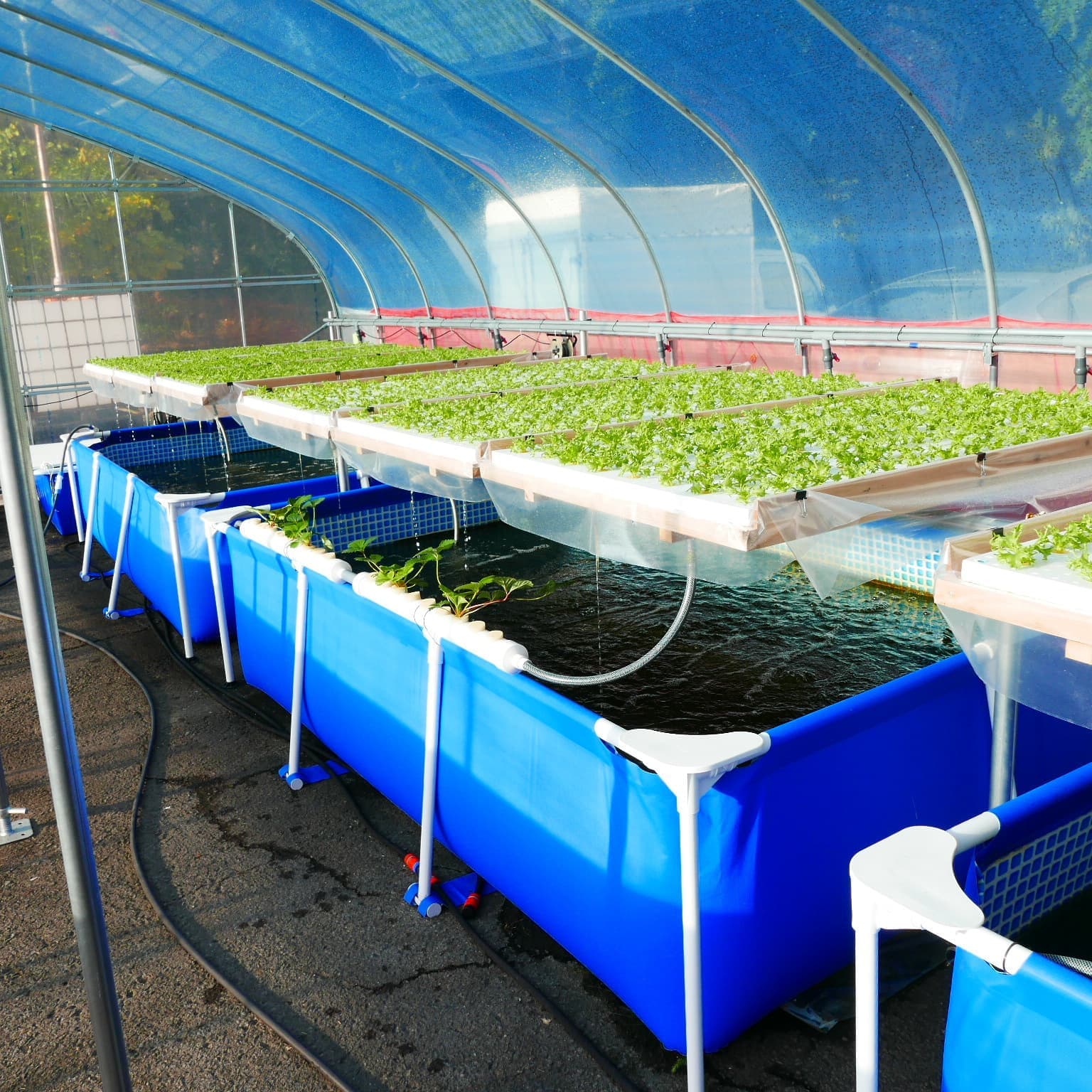 アクアポニックスの栽培装置と養殖槽の写真。フリルレタスの育成が進められている。