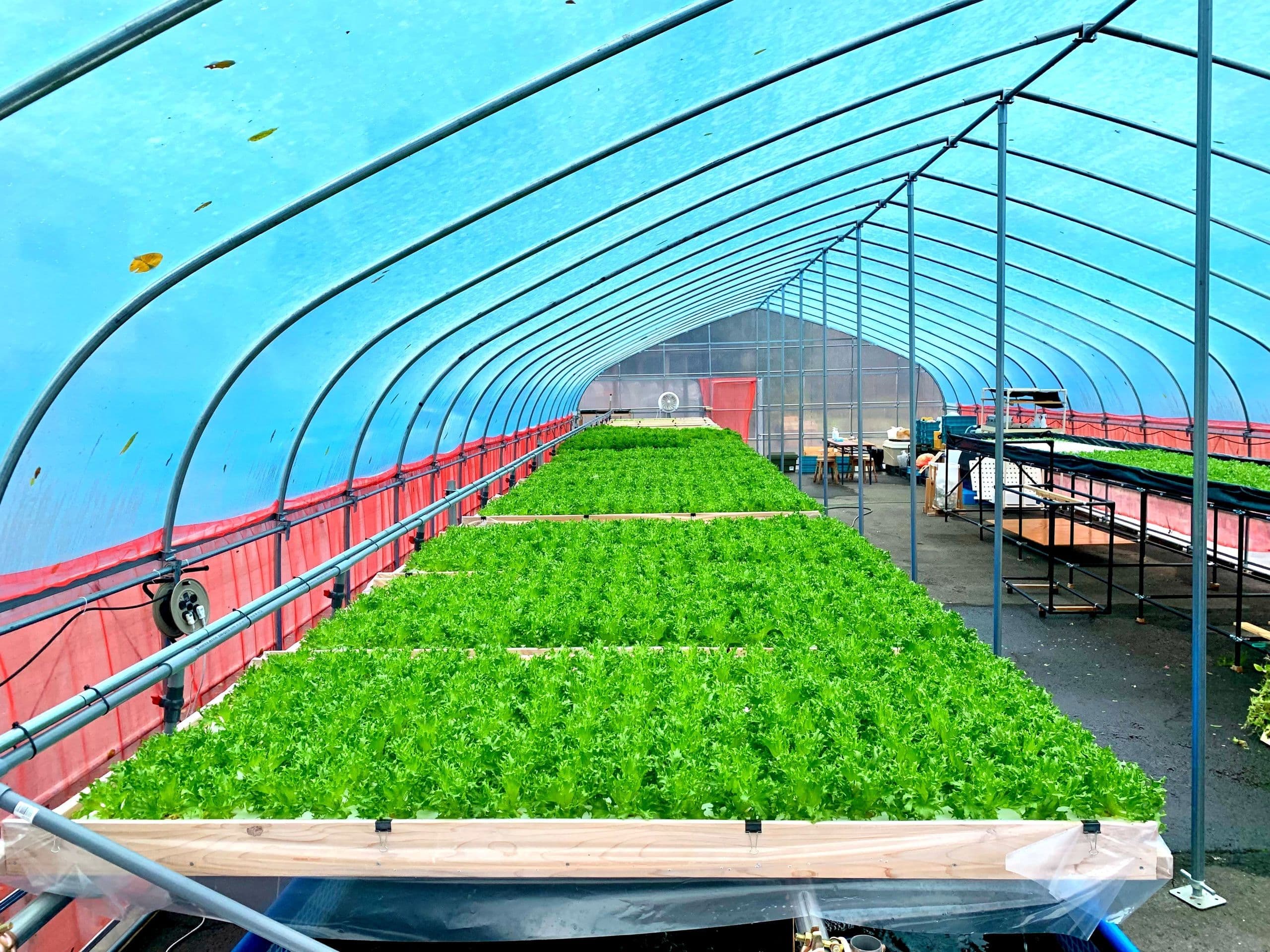 アクアポニックスシステムの栽培装置部分の写真。フリルレタスが順調に育成し、緑の絨毯のようになっている。
