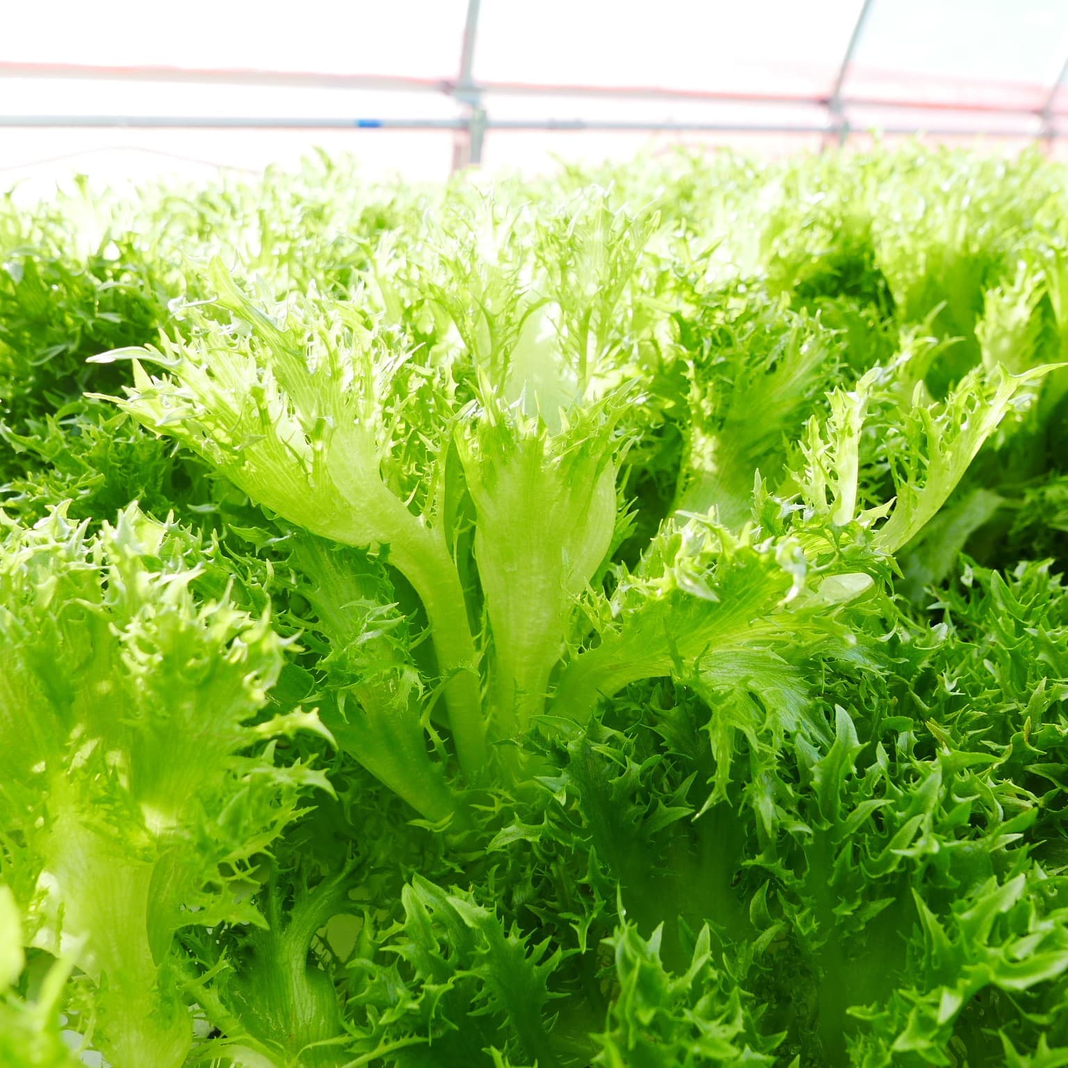 アクアポニックスで栽培しているフリルレタス。