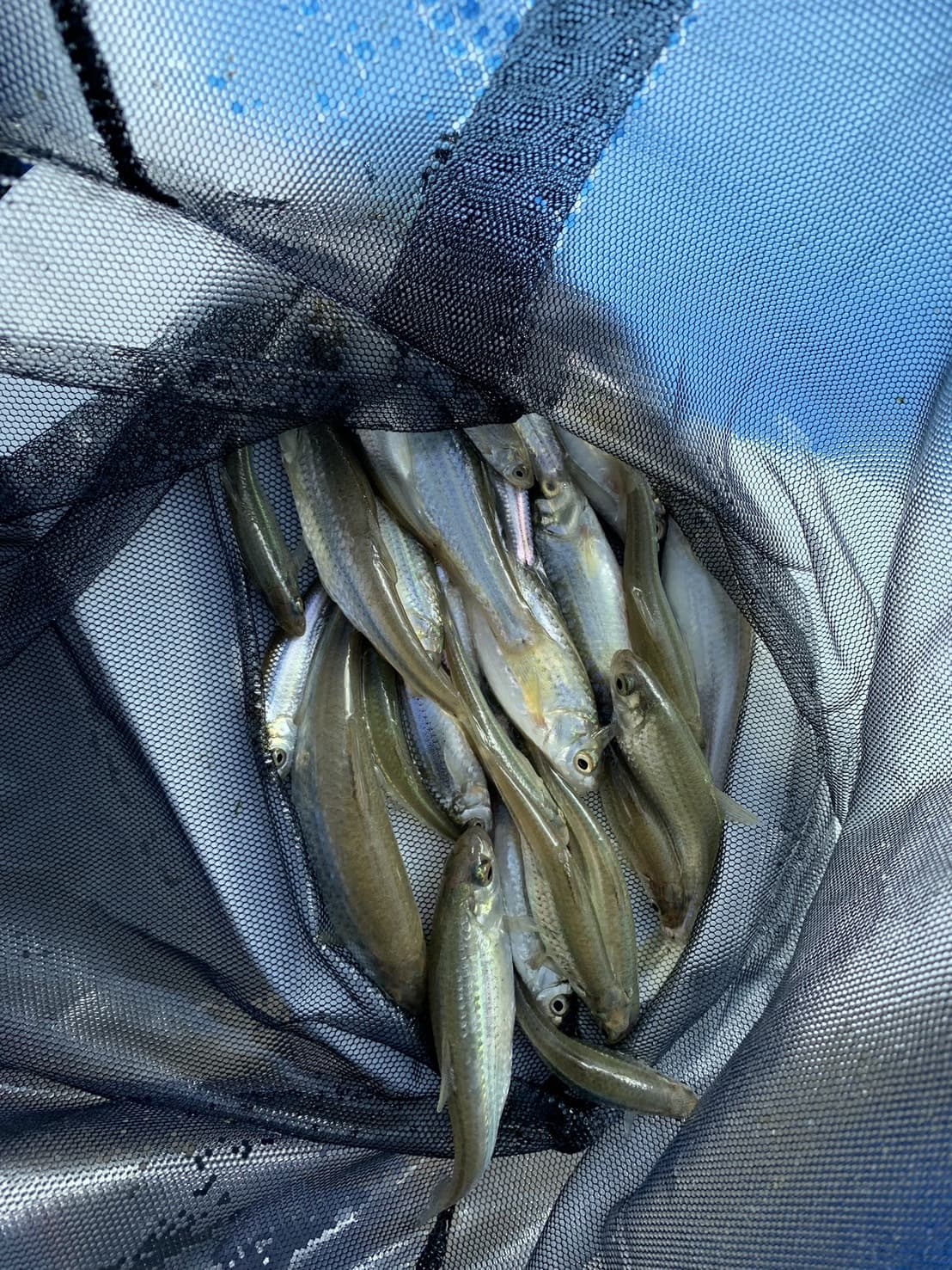 アクアポニックスで養殖したホンモロコの成魚。