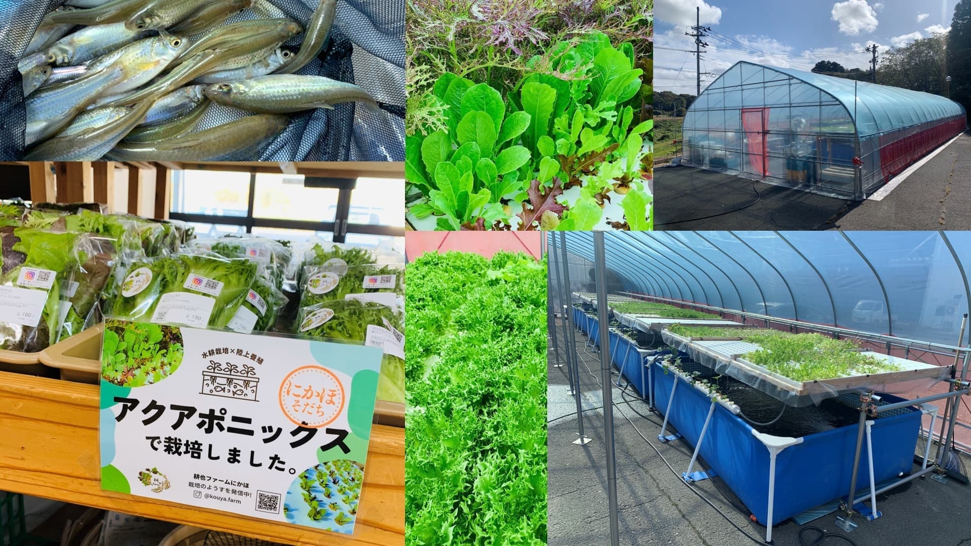 アクアポニックスの栽培、養殖、ハウス外観などをまとめた画像