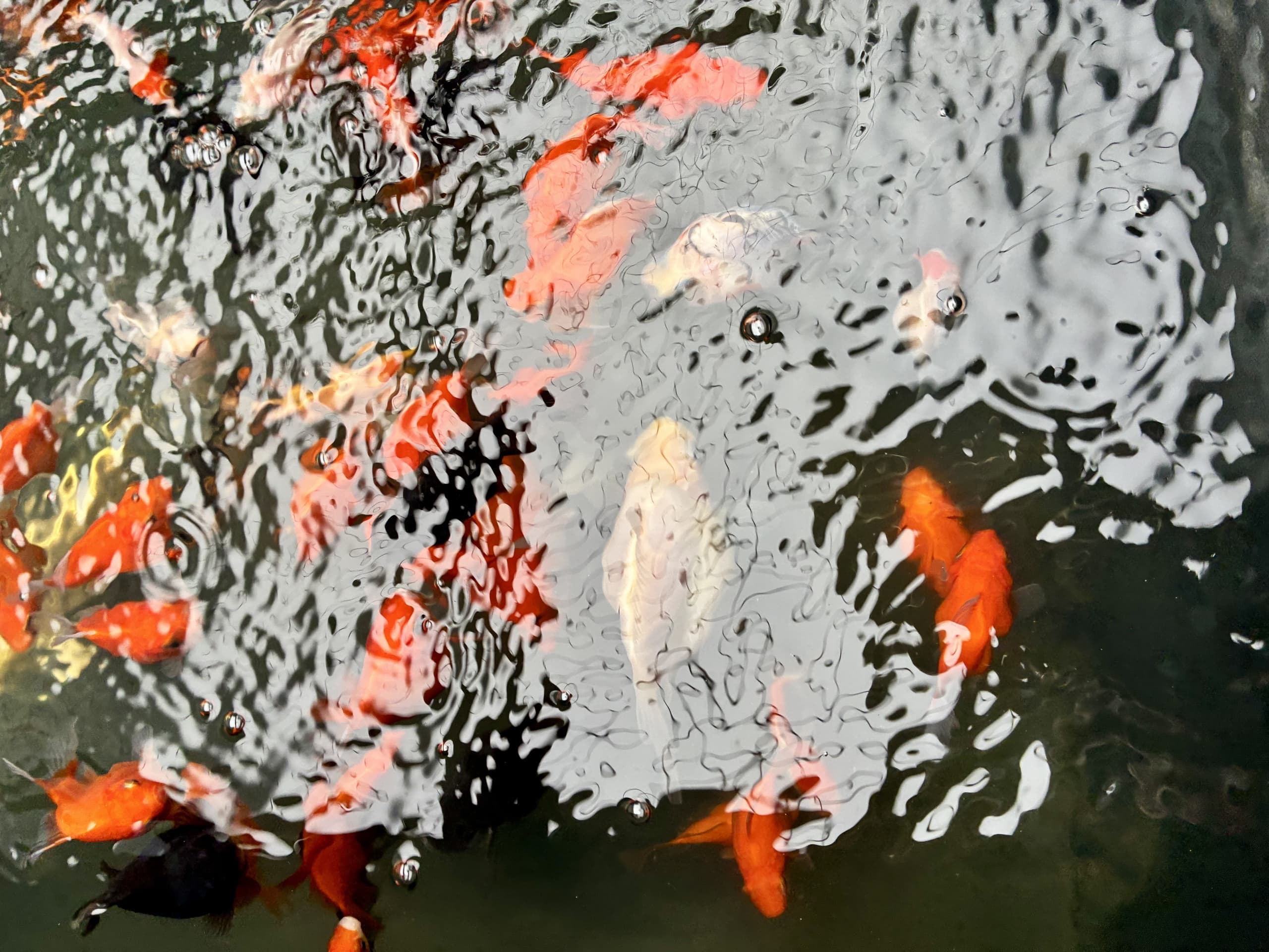 アクアポニックスで養殖している金魚の写真。